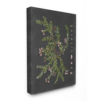 Stupell Home Decor Botanical Drawing Flower Canvas Wall Art