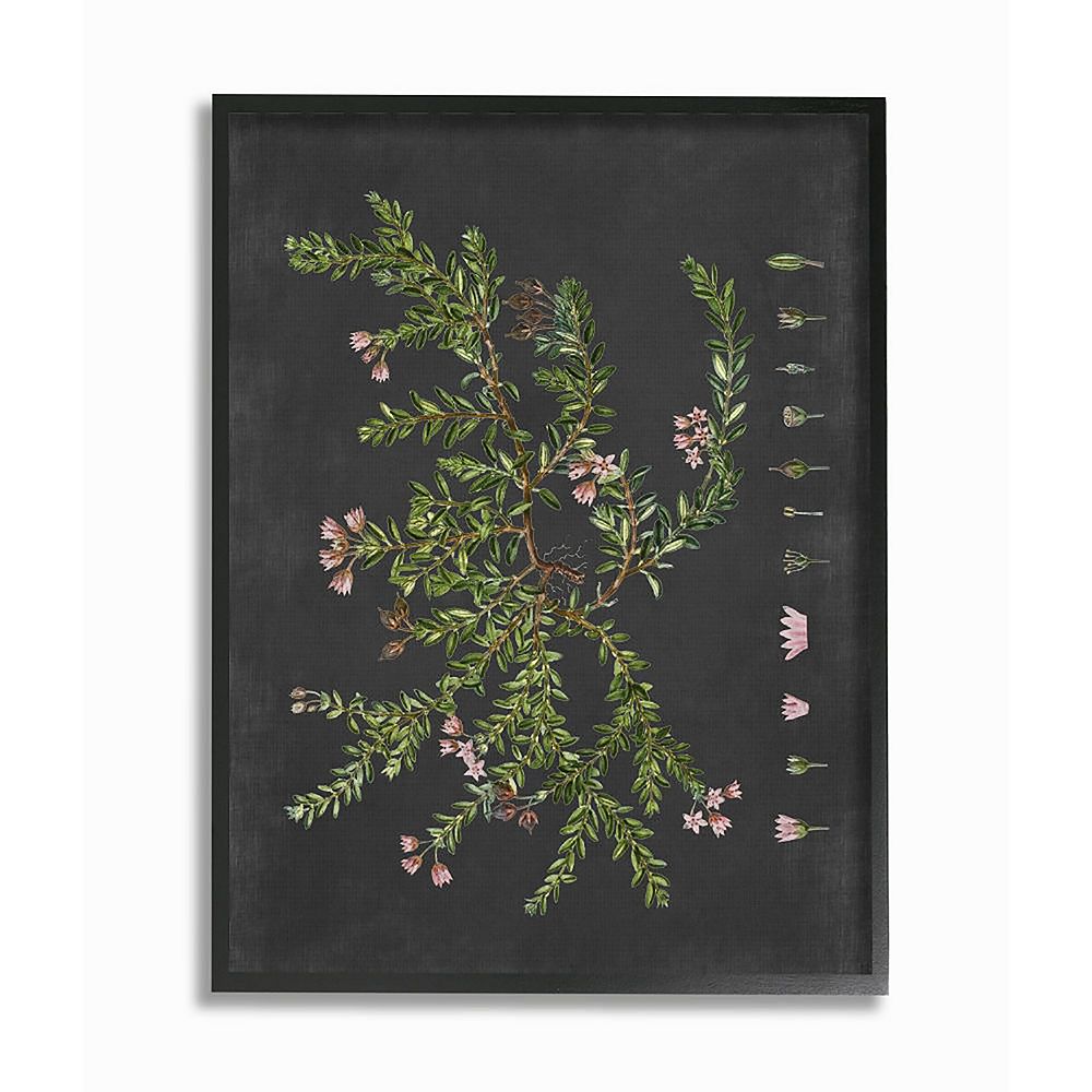 Stupell Home Decor Botanical Drawing Flower Framed Wall Art