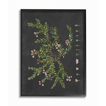 Stupell Home Decor Botanical Drawing Flower Framed Wall Art