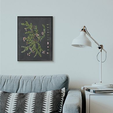 Stupell Home Decor Botanical Drawing Flower Framed Wall Art