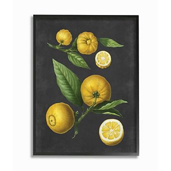 Stupell Home Decor Botanical Drawing Lemons Framed Wall Art