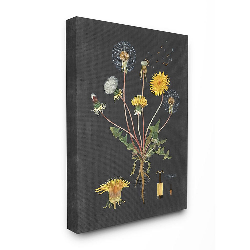 Stupell Home Decor Botanical Drawing Dandelion Canvas Wall Art