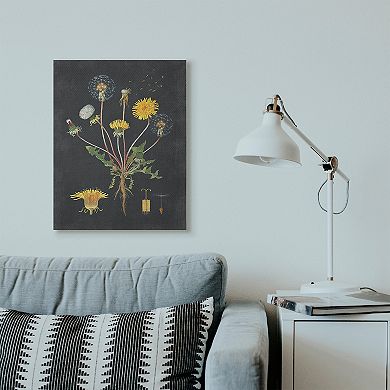 Stupell Home Decor Botanical Drawing Dandelion Canvas Wall Art