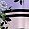Black Lilac