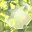 Peridot