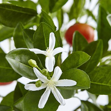 nearly natural Artificial Orange Tree