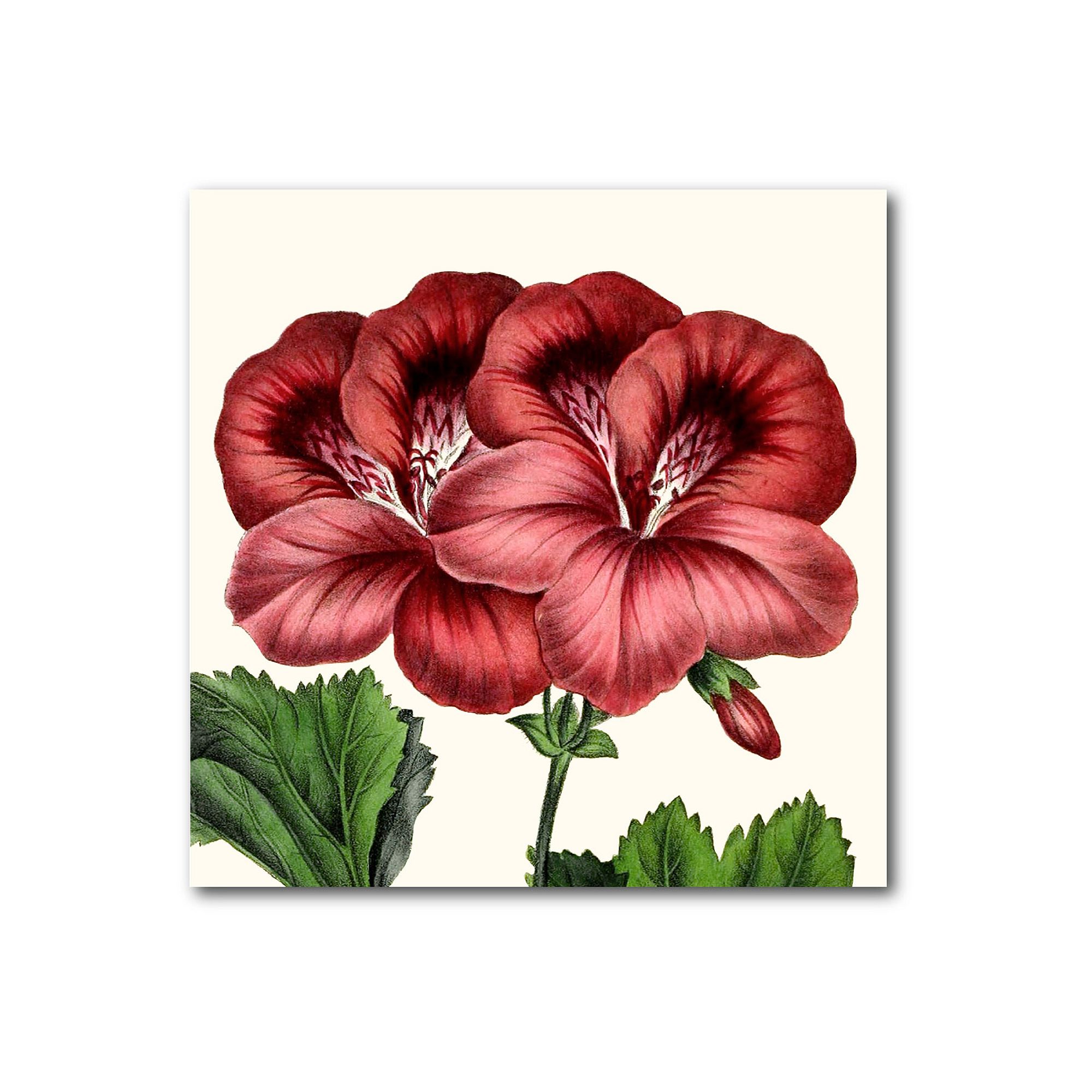 COURTSIDE MARKET Antique Botanical IV Canvas, Multi Color