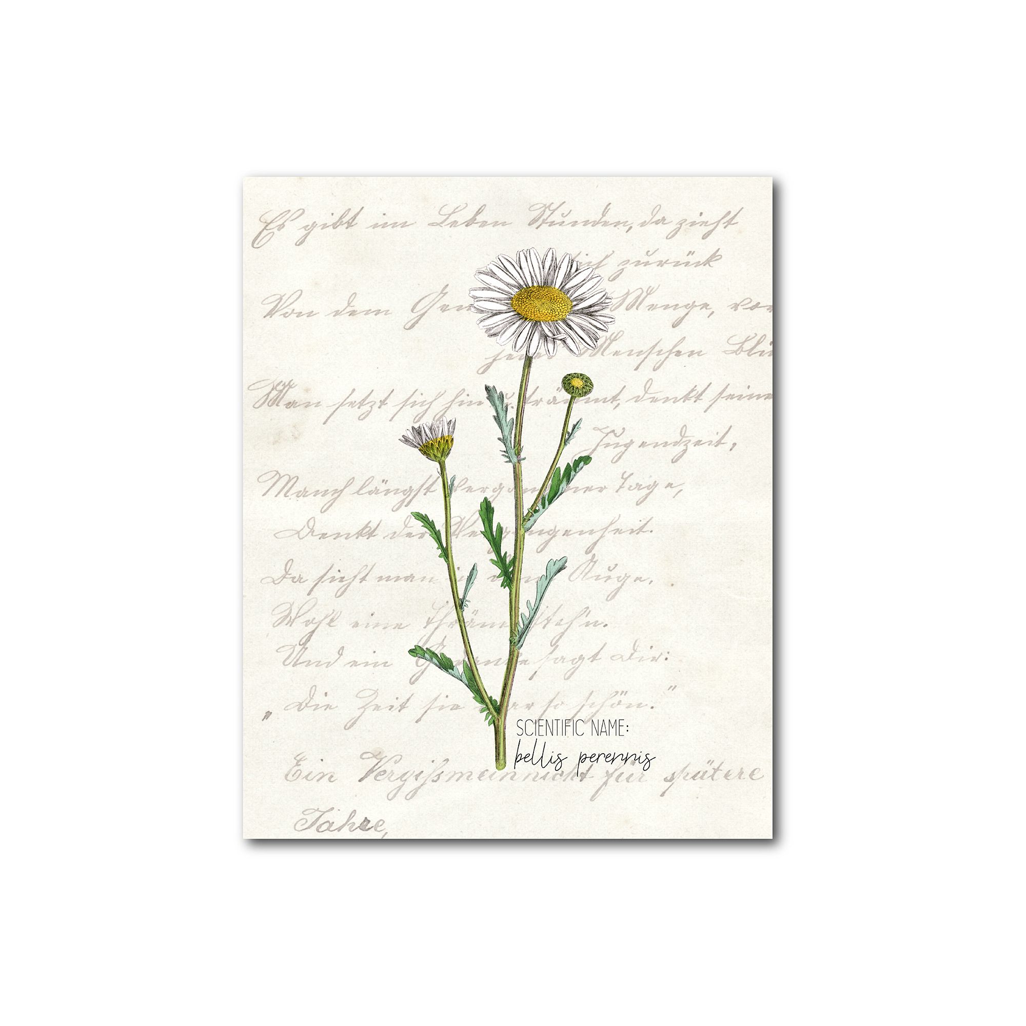 COURTSIDE MARKET Daisy I Gallery Canvas Wall Art, Multi Color