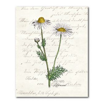 COURTSIDE MARKET Daisy II Gallery Canvas Wall Art