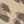 Tan Leopard