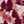 Red Oxide Frost