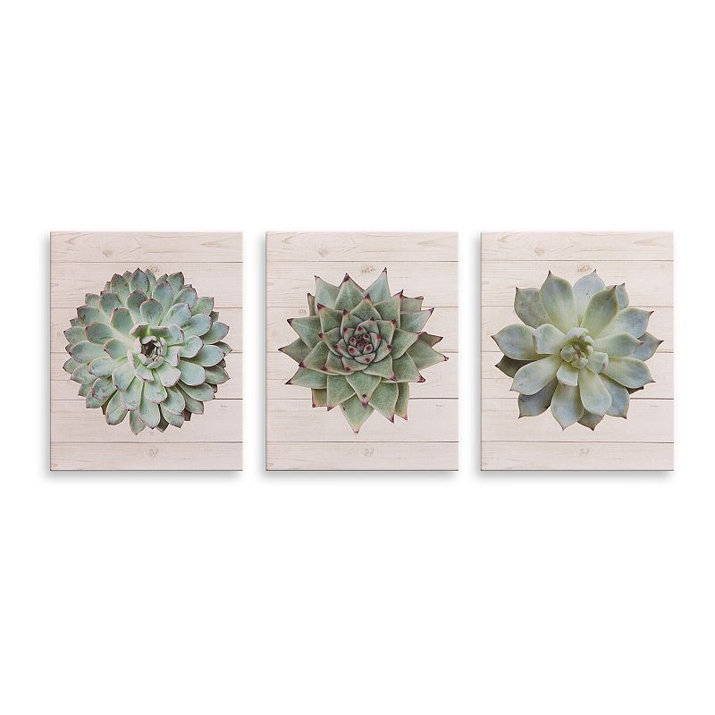 39660993 Patton Succulents on Wood, Set of 3 Canvas Wall Ar sku 39660993