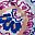 White Paisley