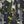 Green Citron Camo