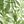 Green Layered Palm