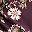 Maroon Placed Floral