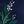 Navy Pine Branches