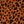 Caramel Leopard