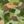Green Orange Print