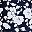 Navy Blossom Floral