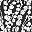 Black White Floral