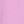 Aster Pink