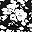 Black Blossom Floral