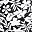 Black Havana Floral