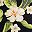 Hibiscus Floral Black