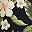 Hibiscus Floral Black