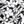 Black Havana Floral