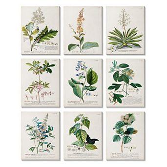 Stupell Home Decor Vintage Botanical Greenery Illustrations with Scientific Script Wall Art