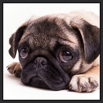 Amanti Art Sad Pug Framed Canvas Wall Art
