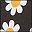 Black Daisy