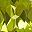 Peridot Aug
