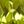 Peridot Aug