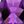 Amethyst Feb