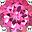 Pink Topaz Jun