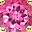Pink Topaz Jun