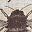 Bee Crown