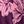 Purple Estelle Floral