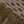 Dark Green Olive