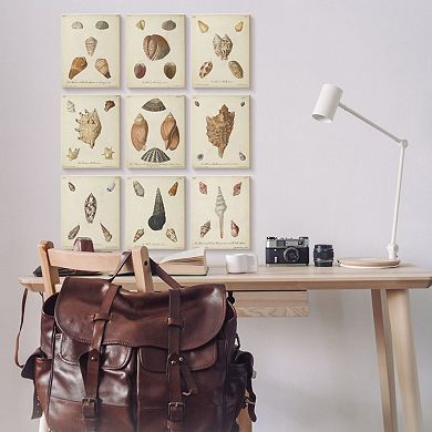 Stupell Home Decor Vintage Study of Various Sea Shells Canvas Wall Art 9-piece Set