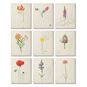 Stupell Home Decor Natural Botanicals Canvas Wall Art 9 pc Set