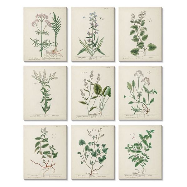 Stupell Home Decor Antique Floral Herbs Canvas Wall Art 9-piece Set