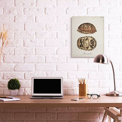 Stupell Home Decor Box Turtle Shell Canvas Wall Art