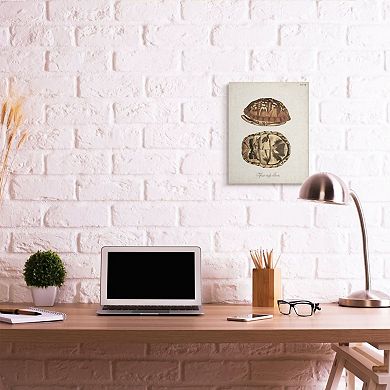 Stupell Home Decor Box Turtle Shell Canvas Wall Art