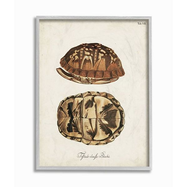 Stupell Home Decor Box Turtle Shell Wall Art