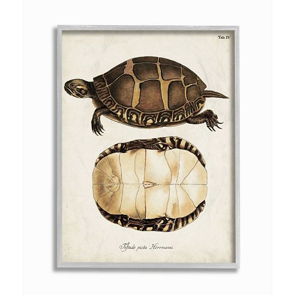 Stupell Home Decor Painted Turtle Shell Wall Art