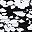 Black Blossom Floral